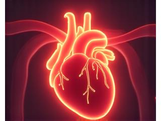 Illustration of a healthy heart with a smooth artery